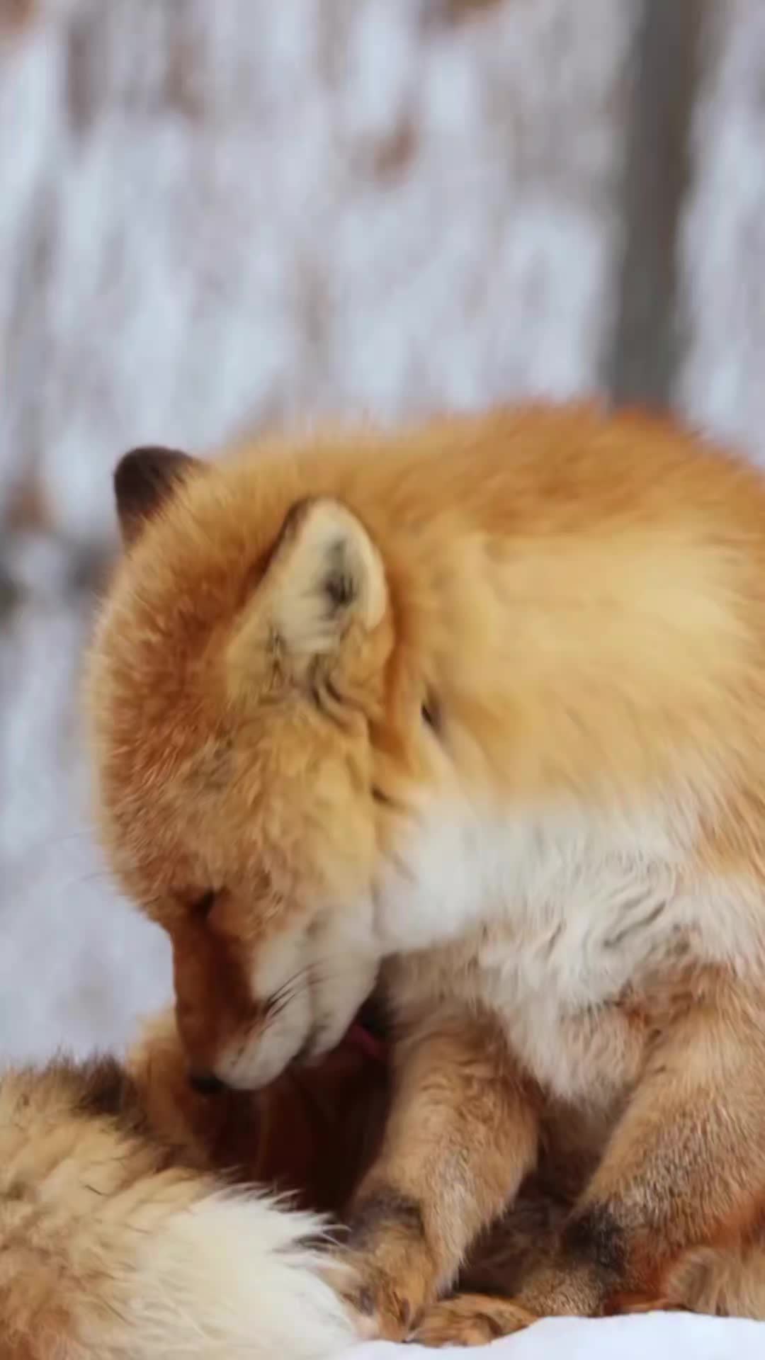 @Oldsilverfur