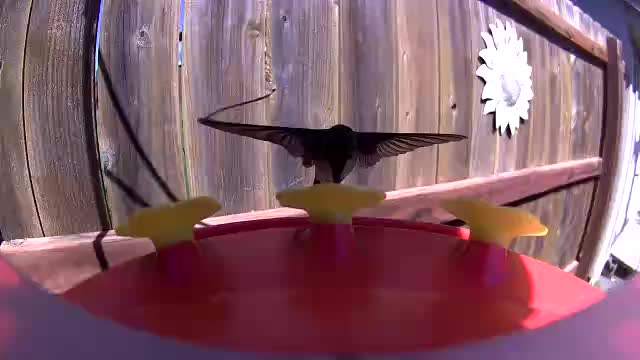 @Crazy Bird Lady