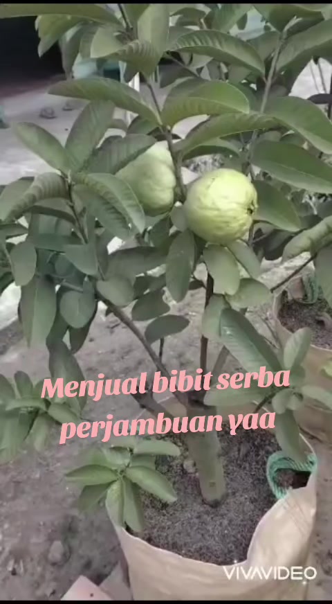 @Bibit khusus samarinda