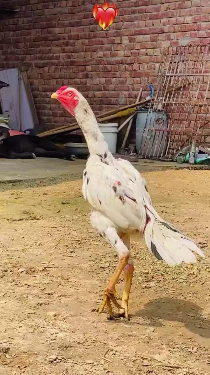 @꧁༒☬ঔৣ 𝓐𝓼𝓮𝓮𝓵ঔৣ☬༒꧂
