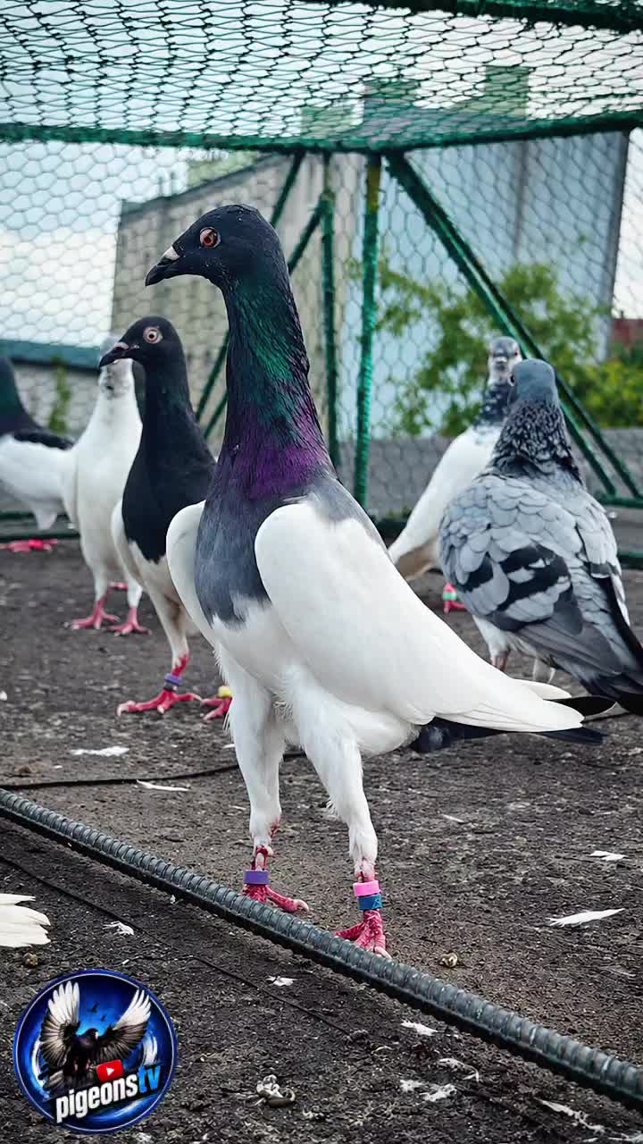 @Pigeons Tv
