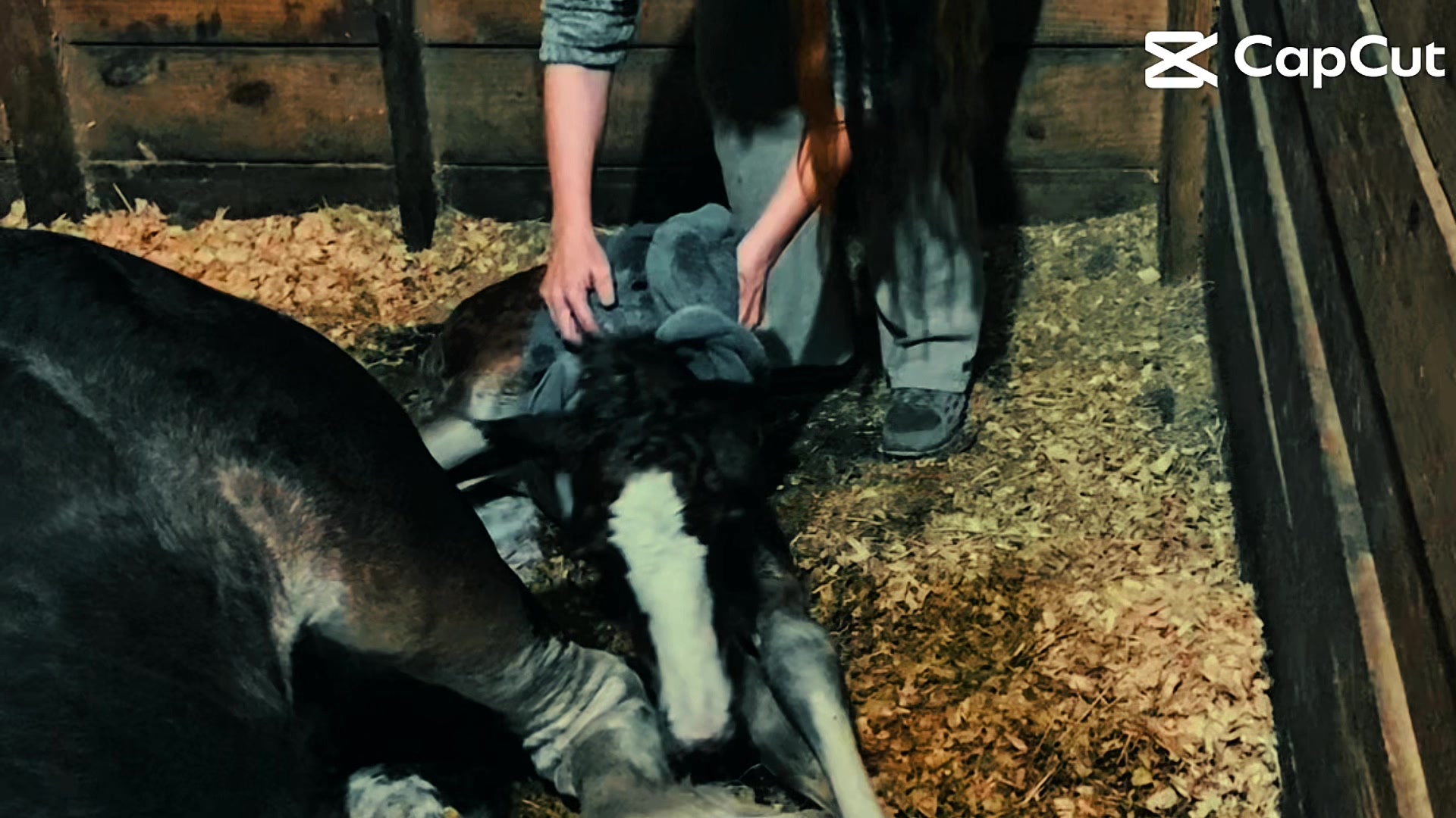 @saltdragonfarm
