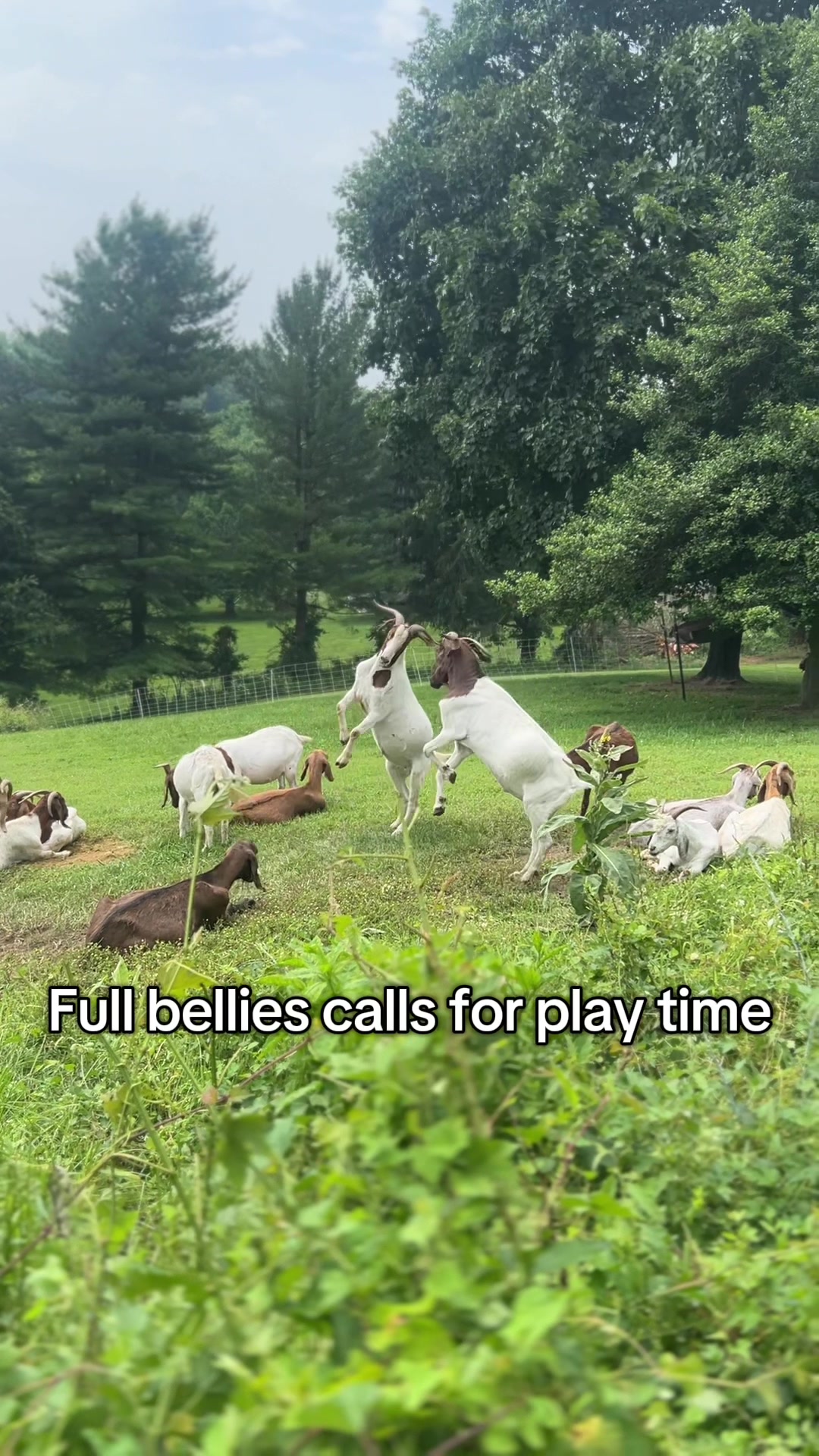 @amazingrazinggoats