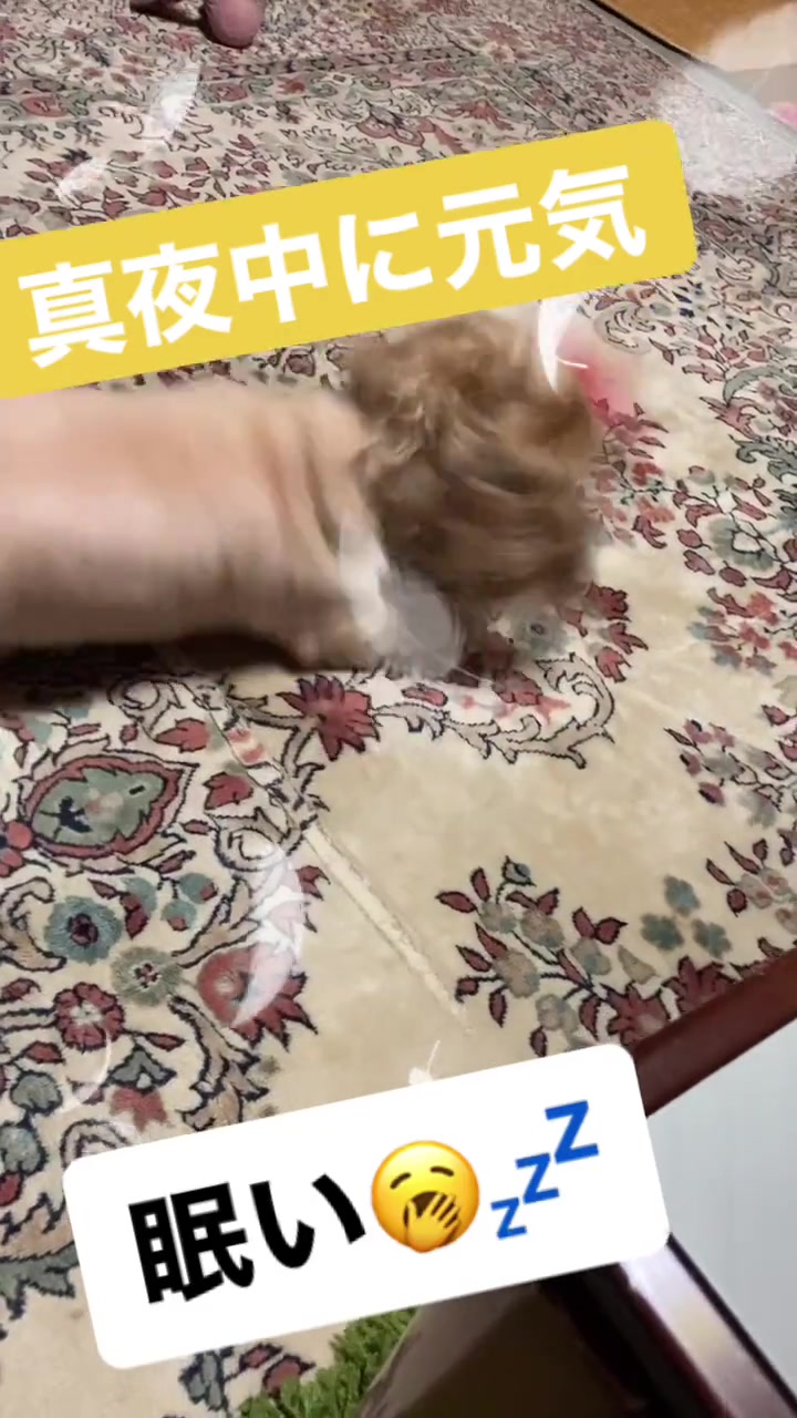 @🦒きりん🦒