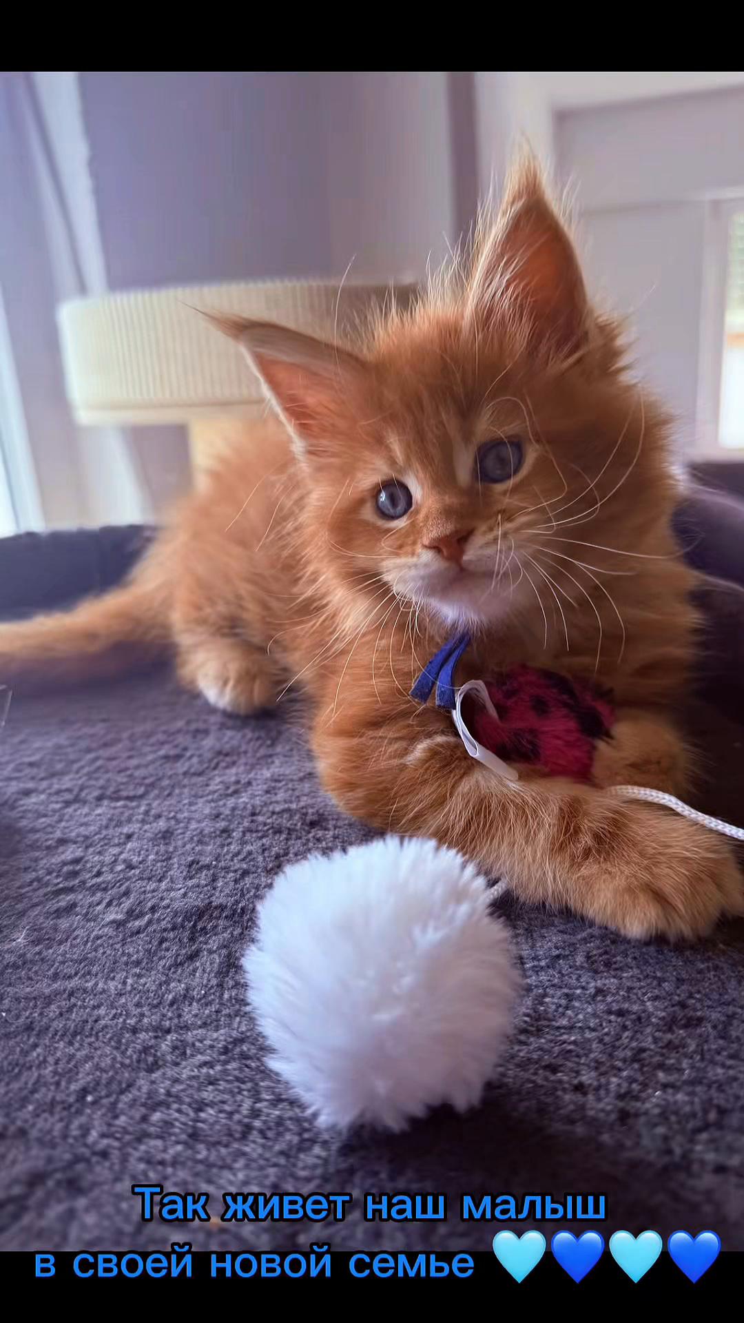 @Golden Maine Coon