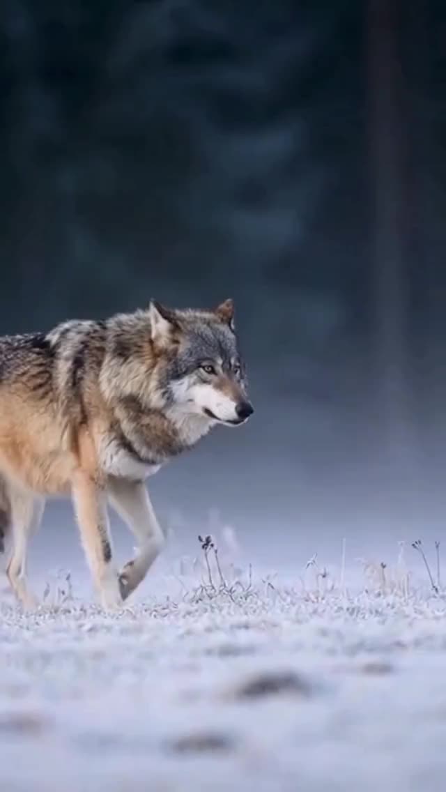@Timberwolf2.0