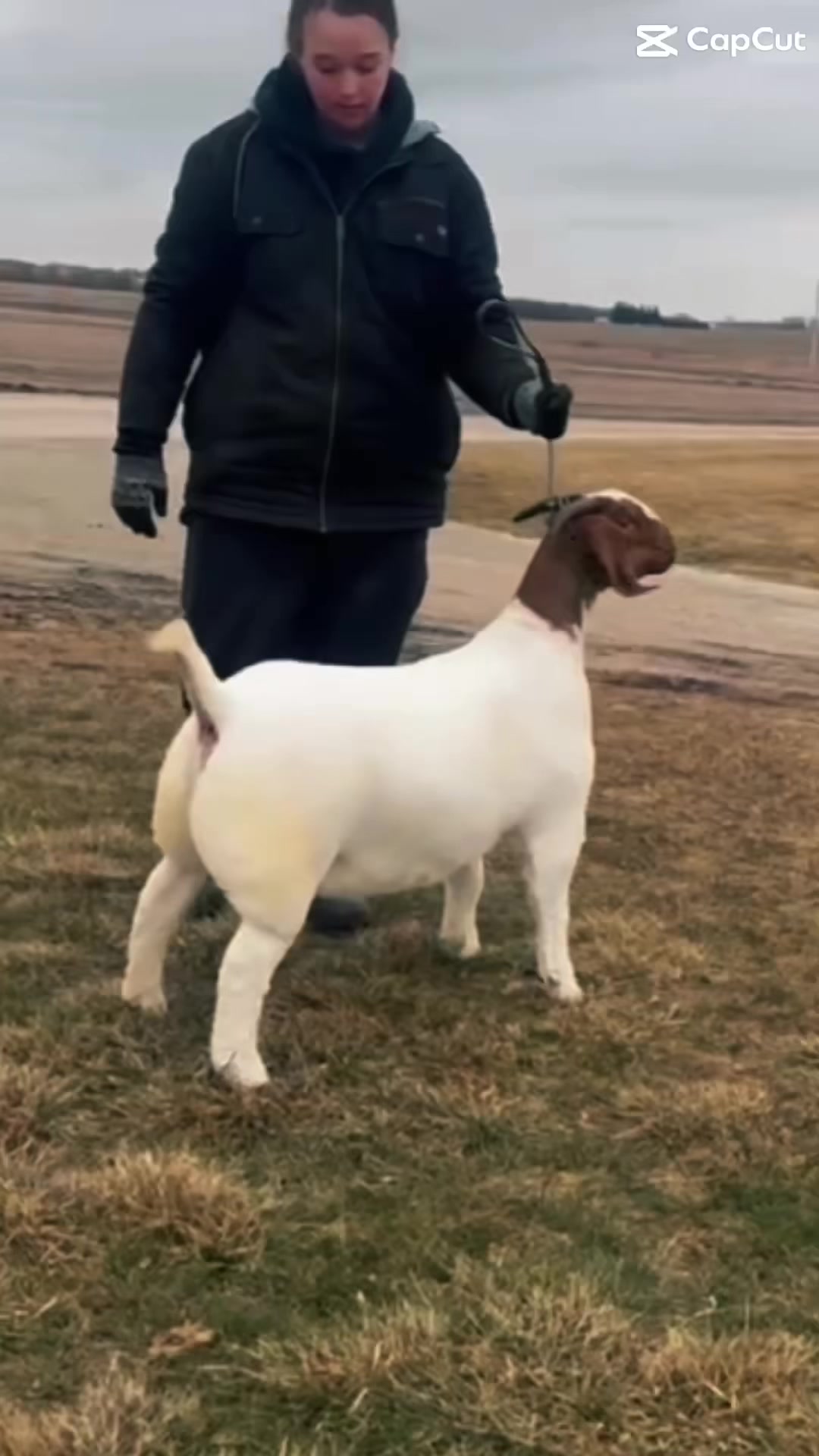 @regelboergoats