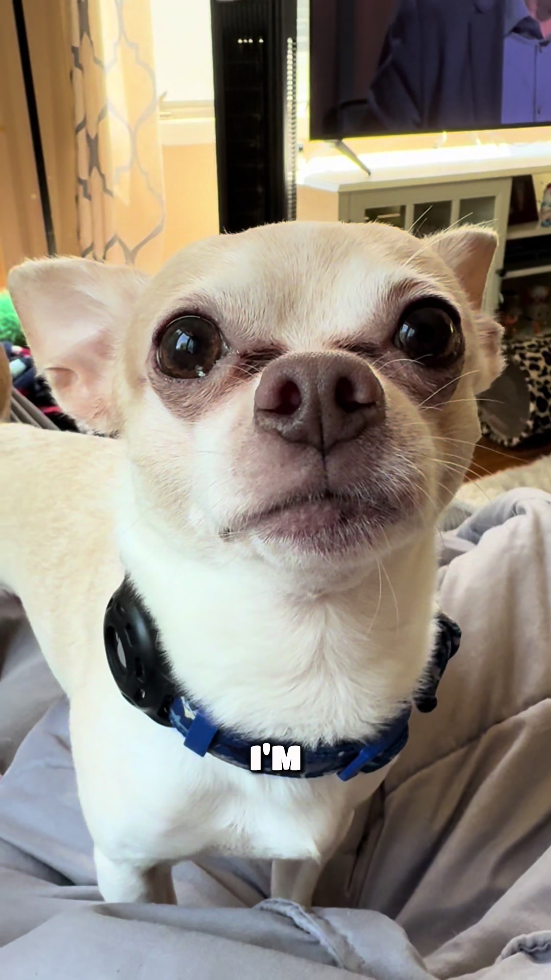 @Frankie the Chihuahua