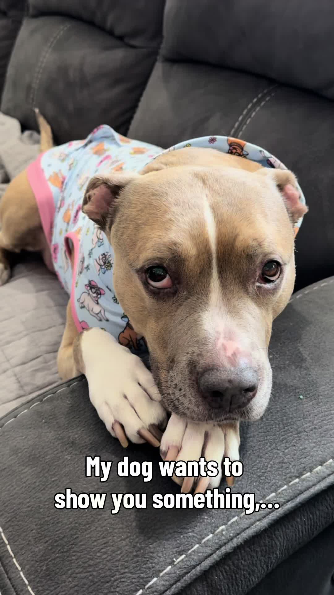 @Indie.pittie