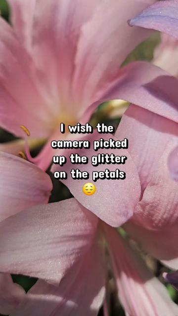 @🌸Carolyn🦤