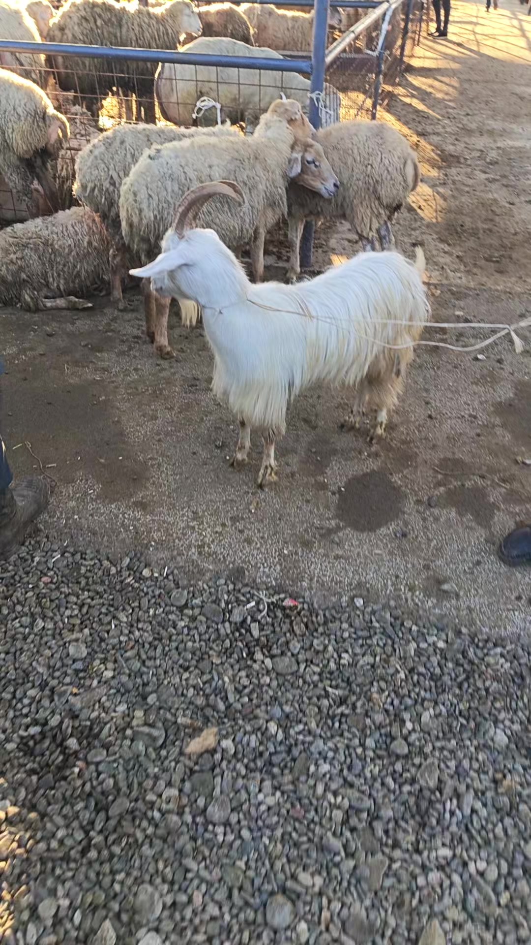 @kend_həyati_041