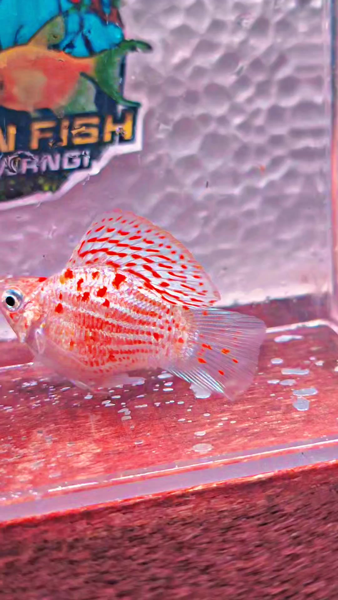 @Ramon Fish Banyuwangi