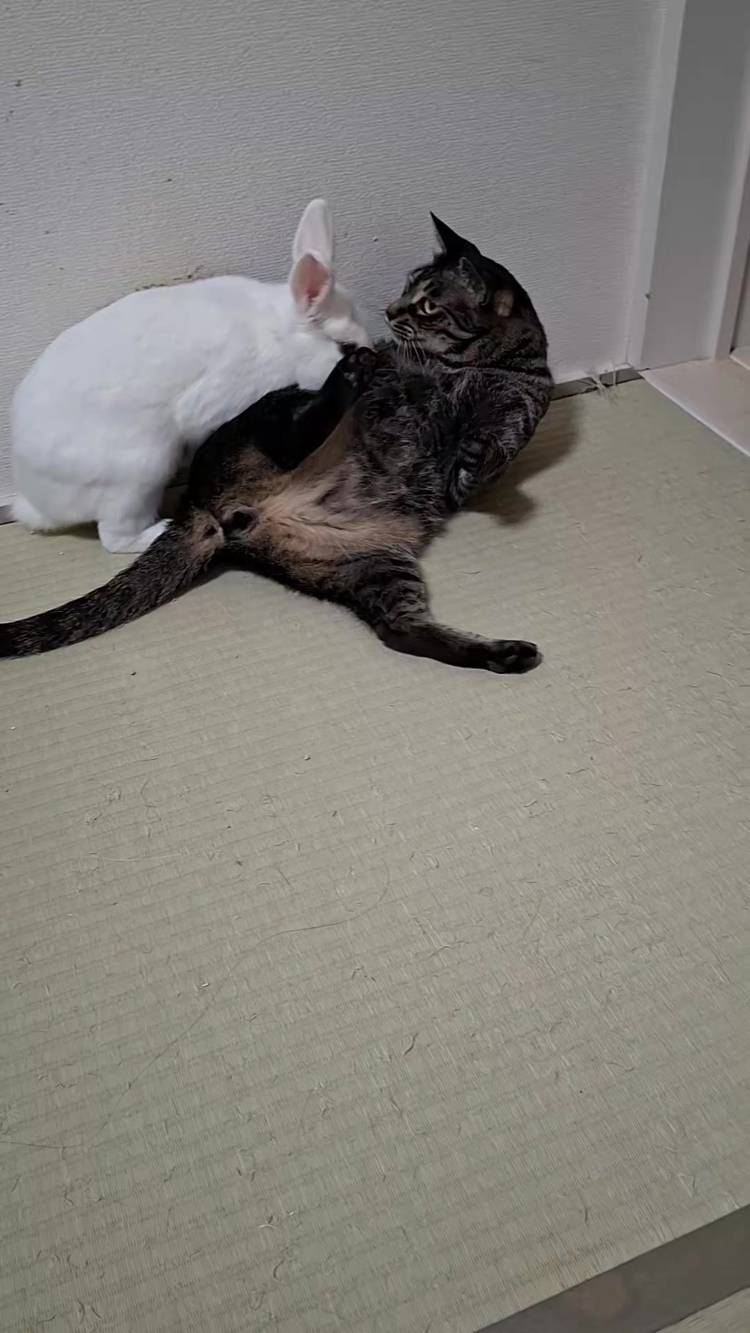 @デレ助あや
