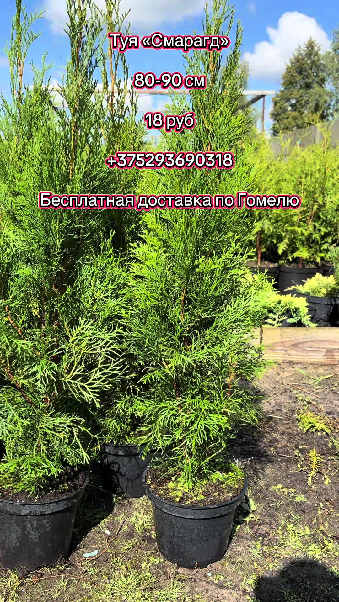 @lavender_garden_gomel