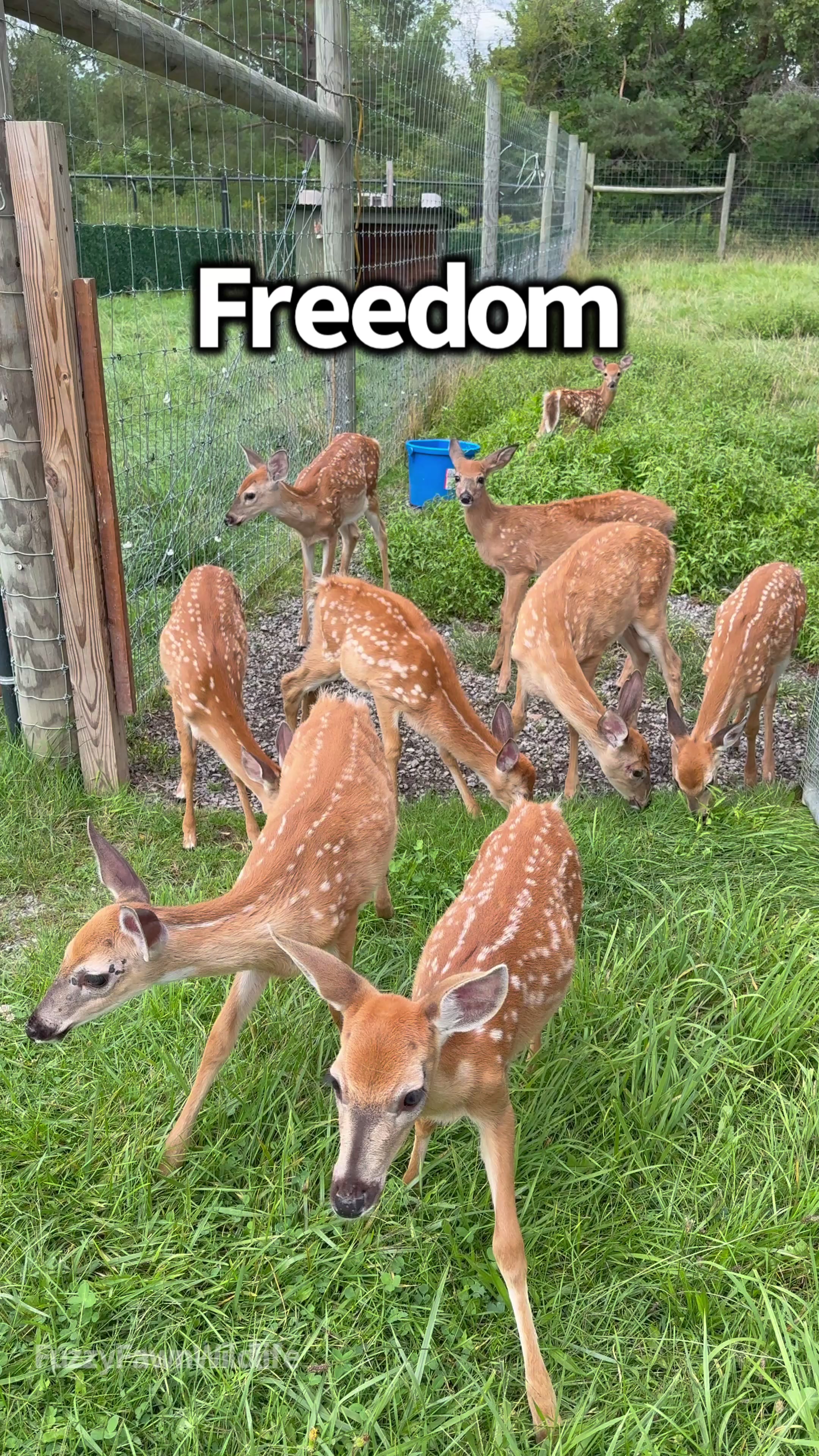 @Fuzzy Fawn Wildlife