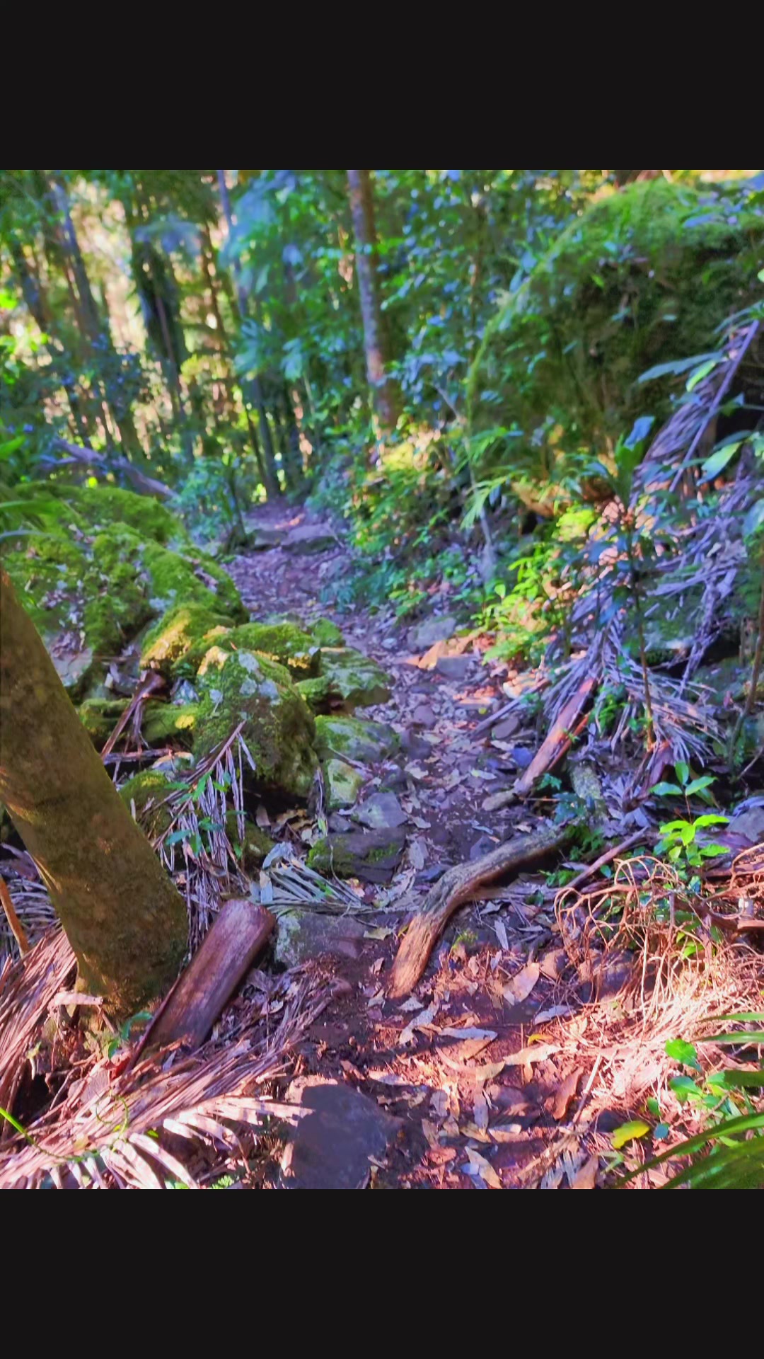 @Aces hike tok