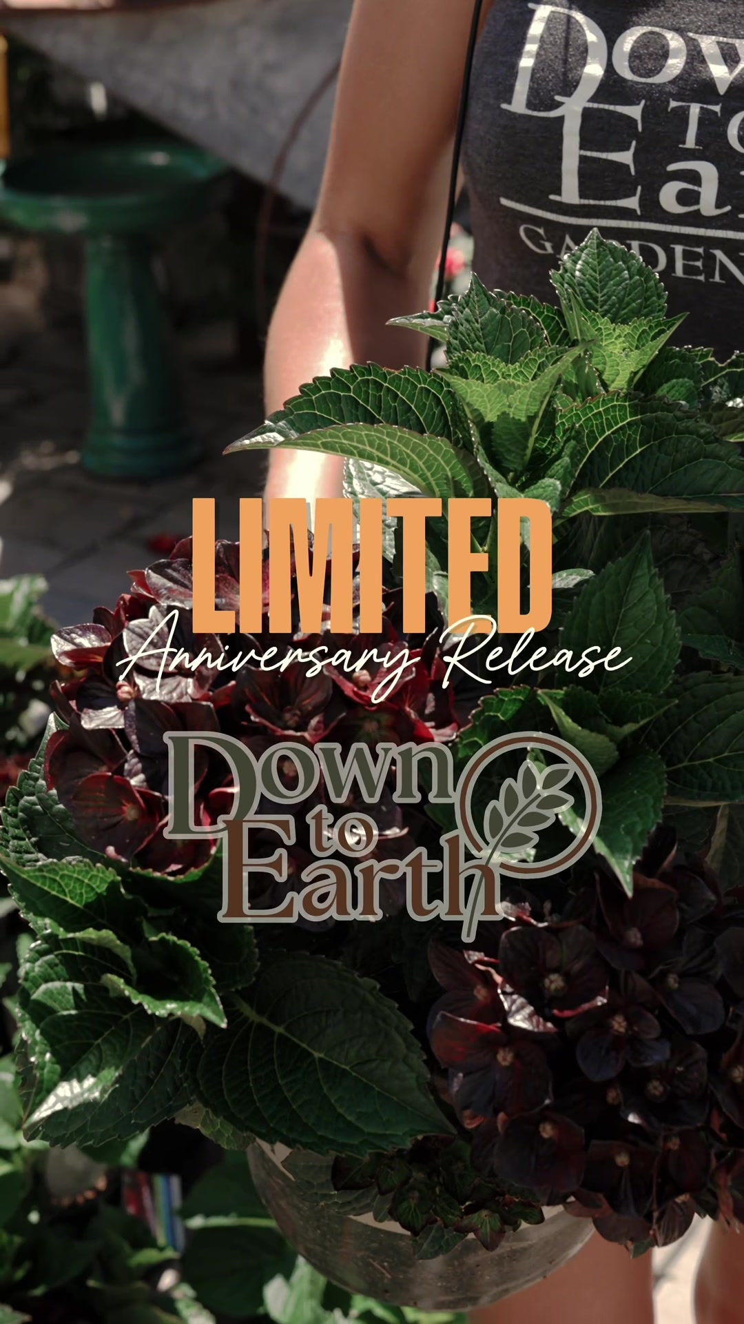 @Down to Earth Tropicals