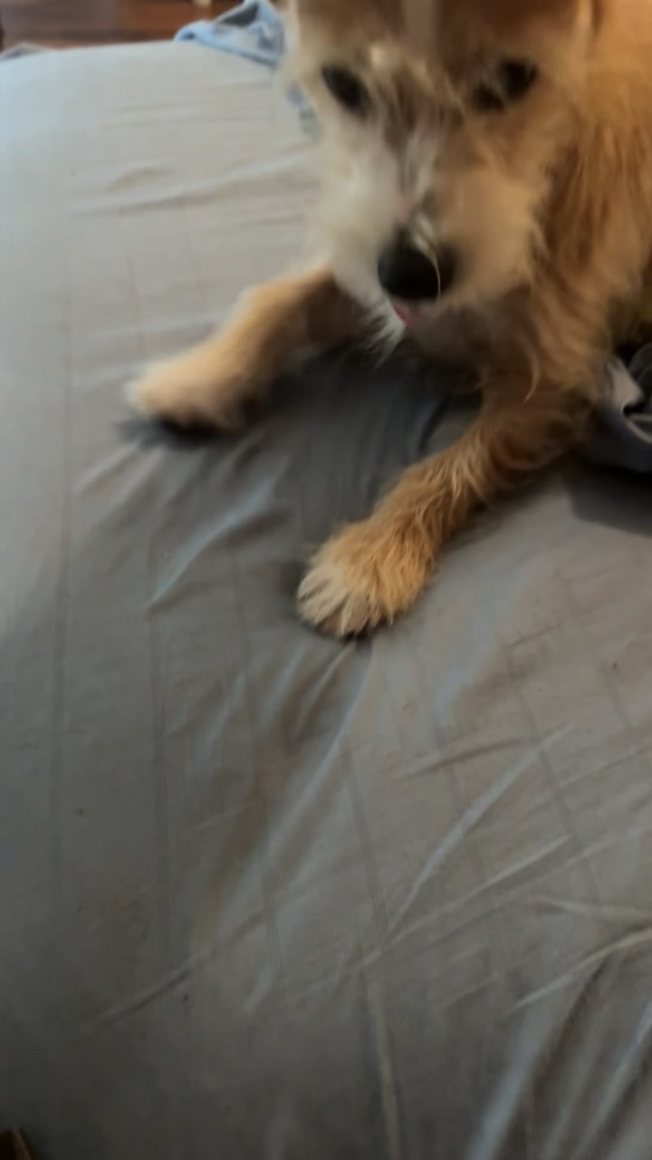 @ozzythedoxy