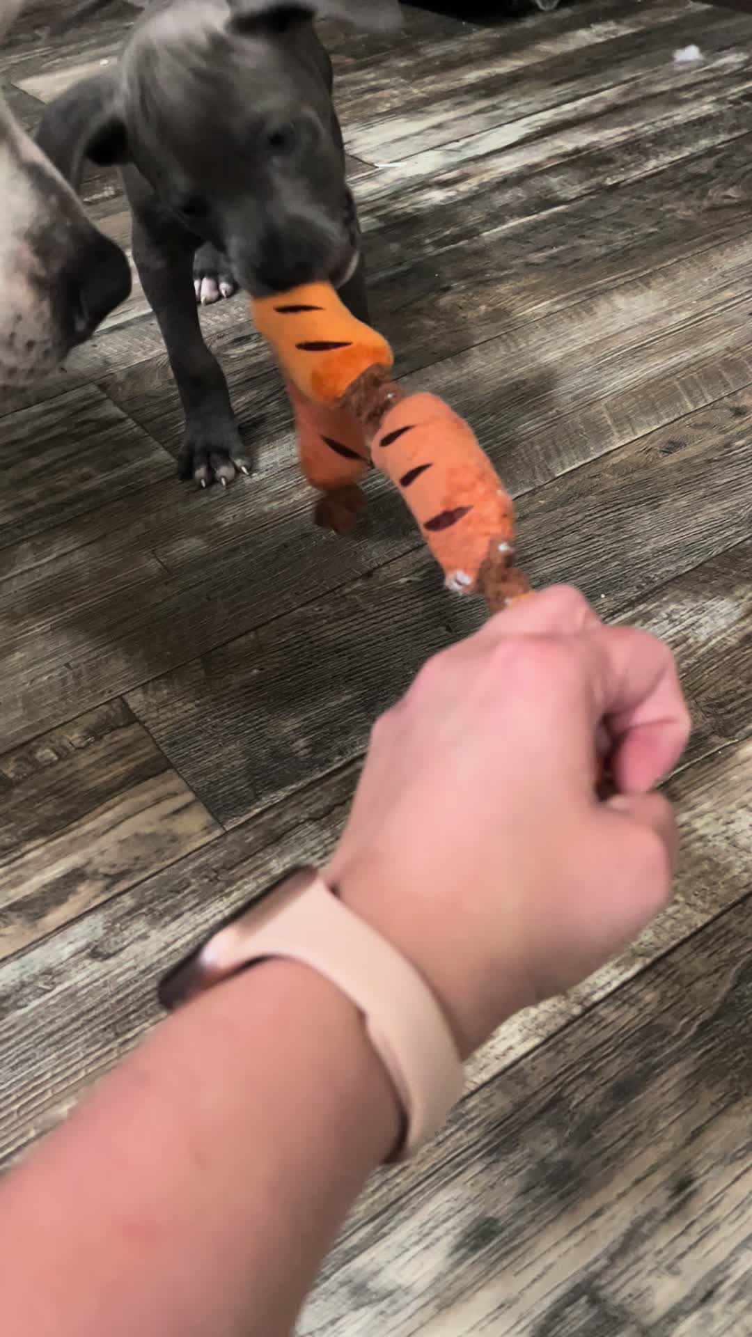 @Ivy the pitty