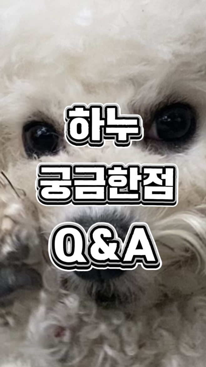 @한조니 Shelly