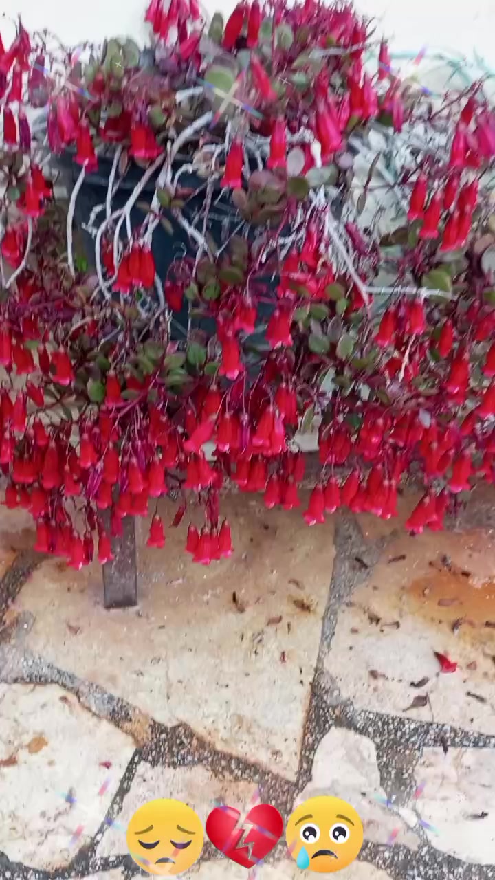 @رونيارا عفريني