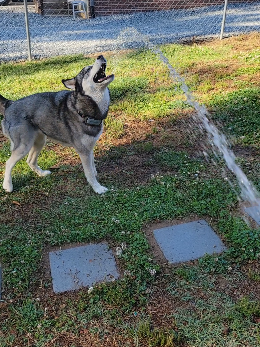 @the Hussey Husky ❌️