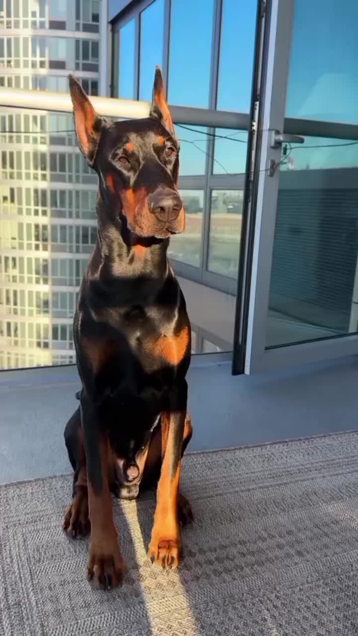 @🐾доберман бруно🐾