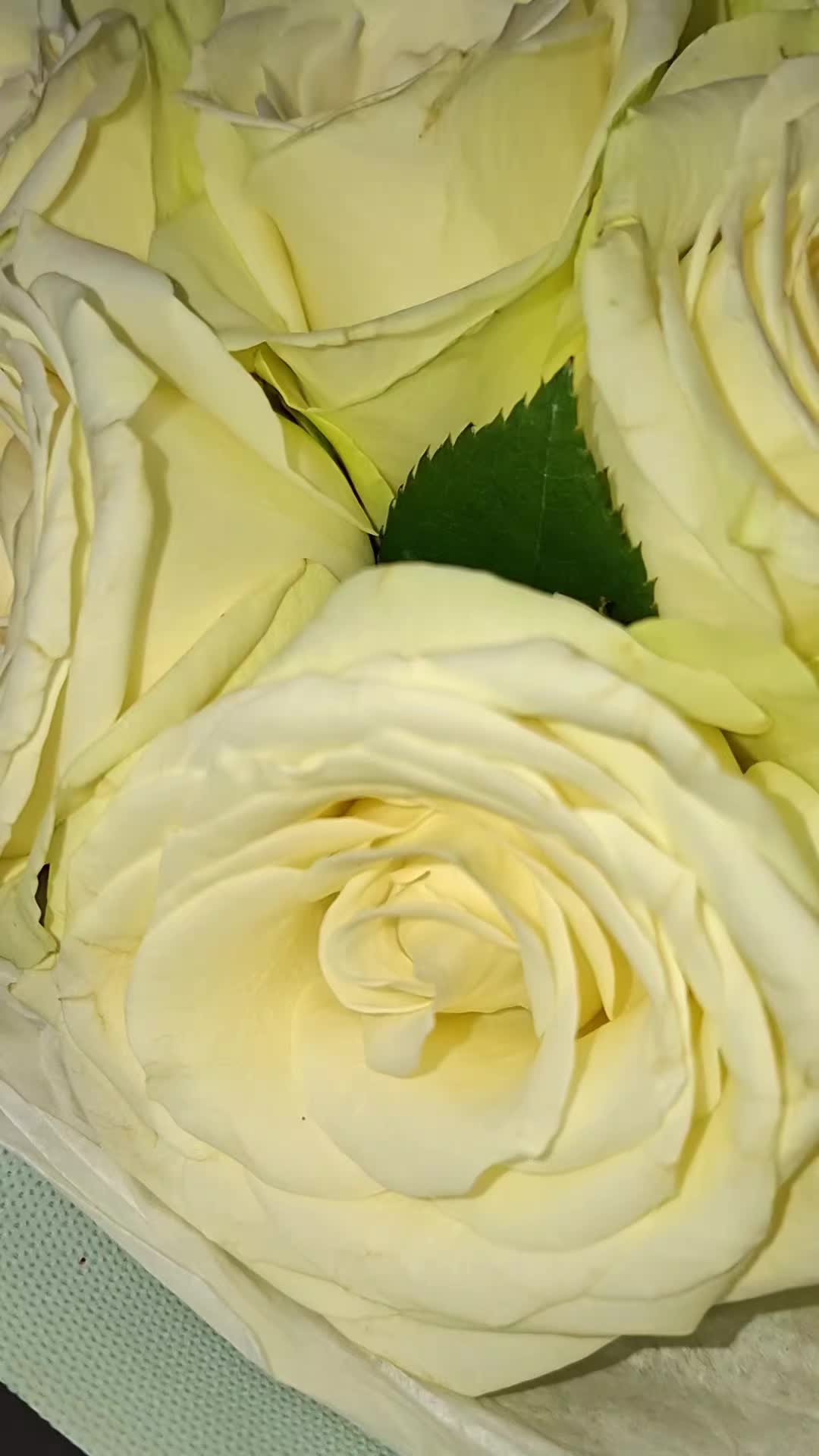 @_Mariana_