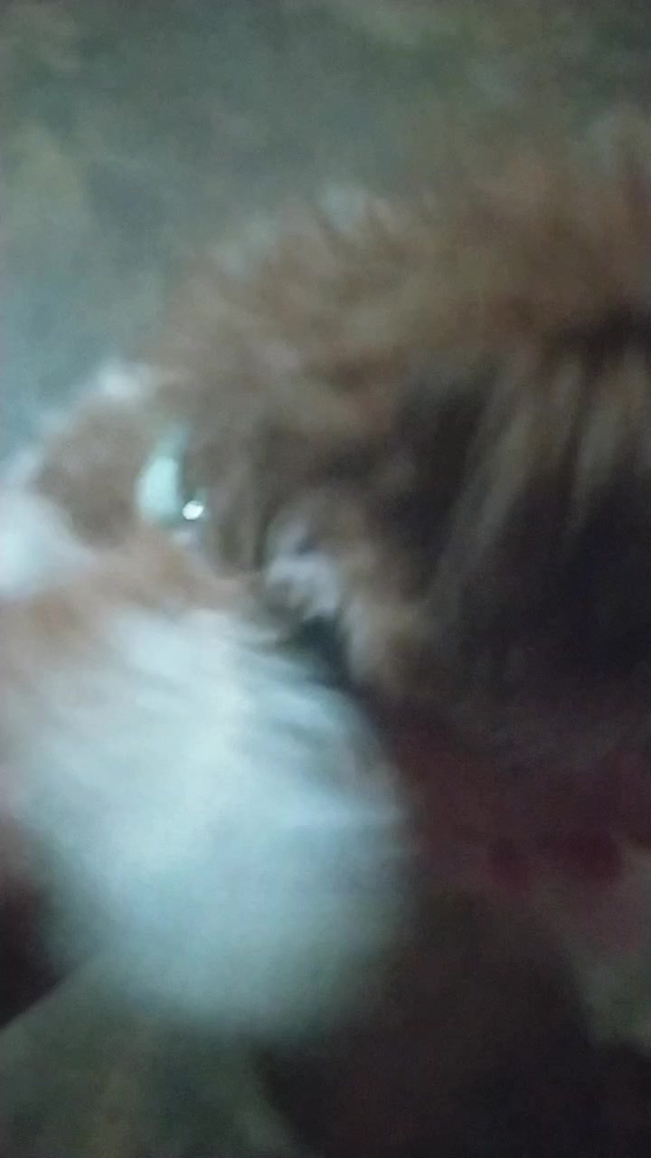 @gil_só_risos