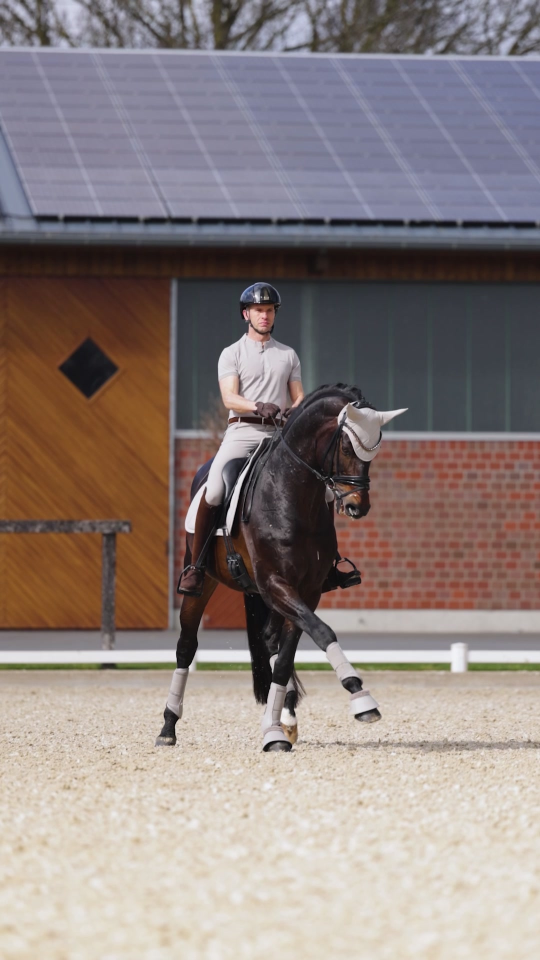 @Maximilian Equestrian