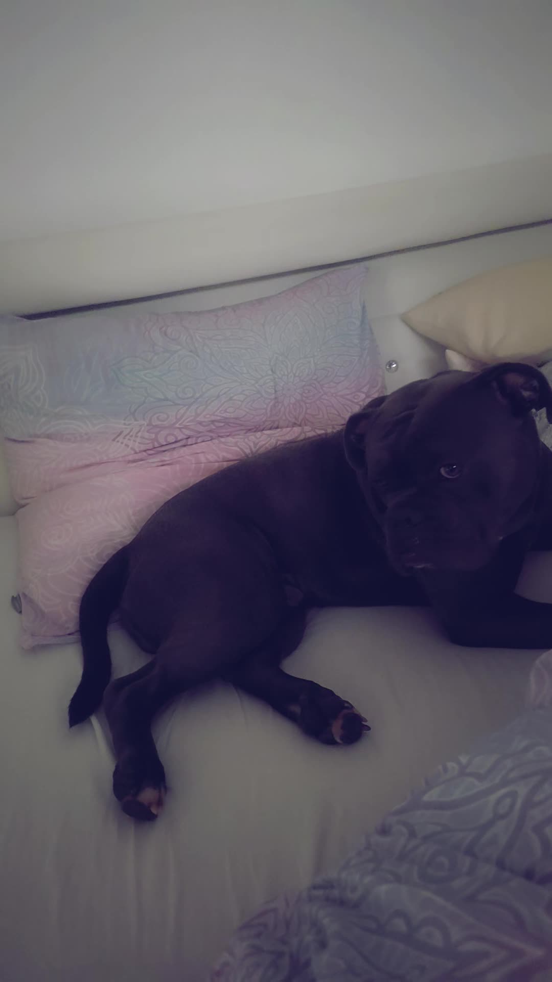 @💕💕💕Princess Cheyenne💕💕💕