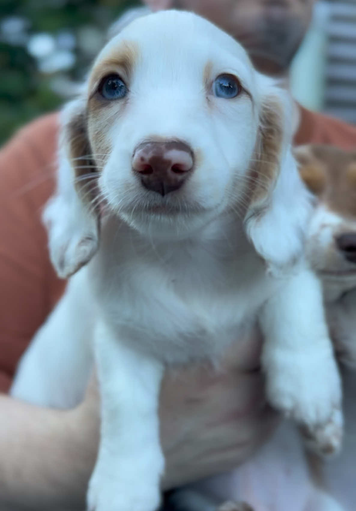 @ONATAH Dachshunds