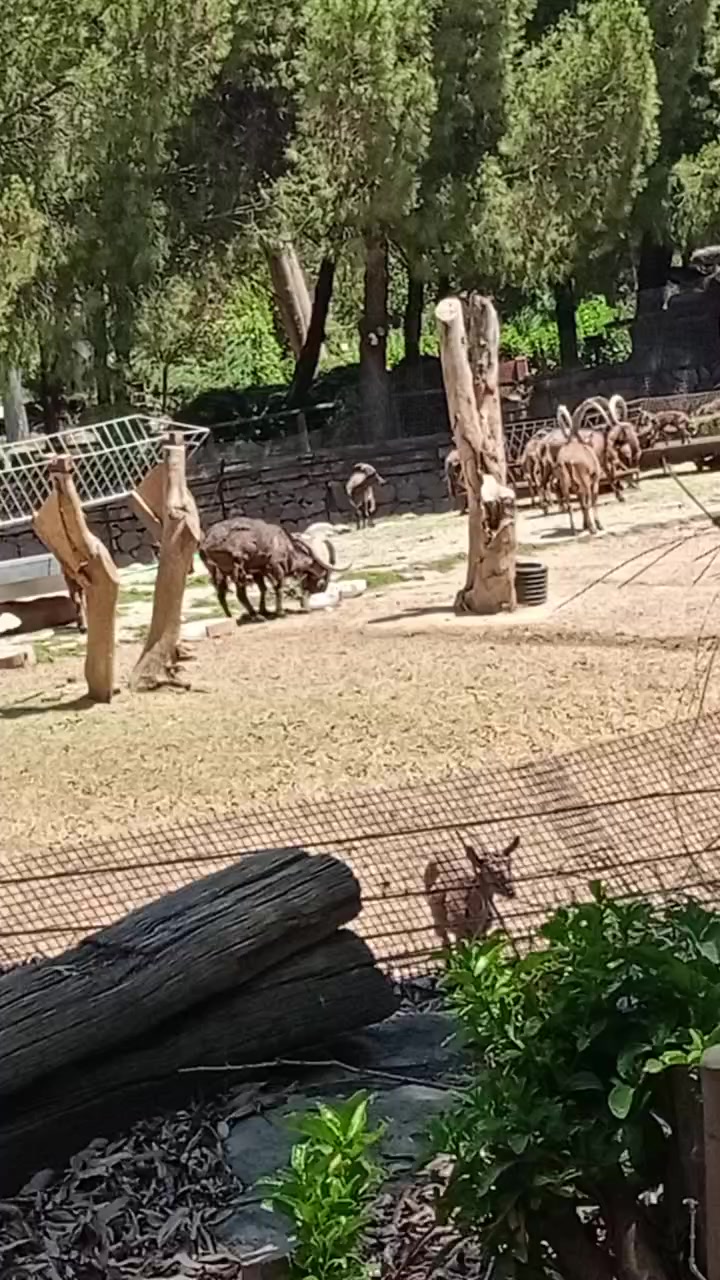 @Ateş 60 68