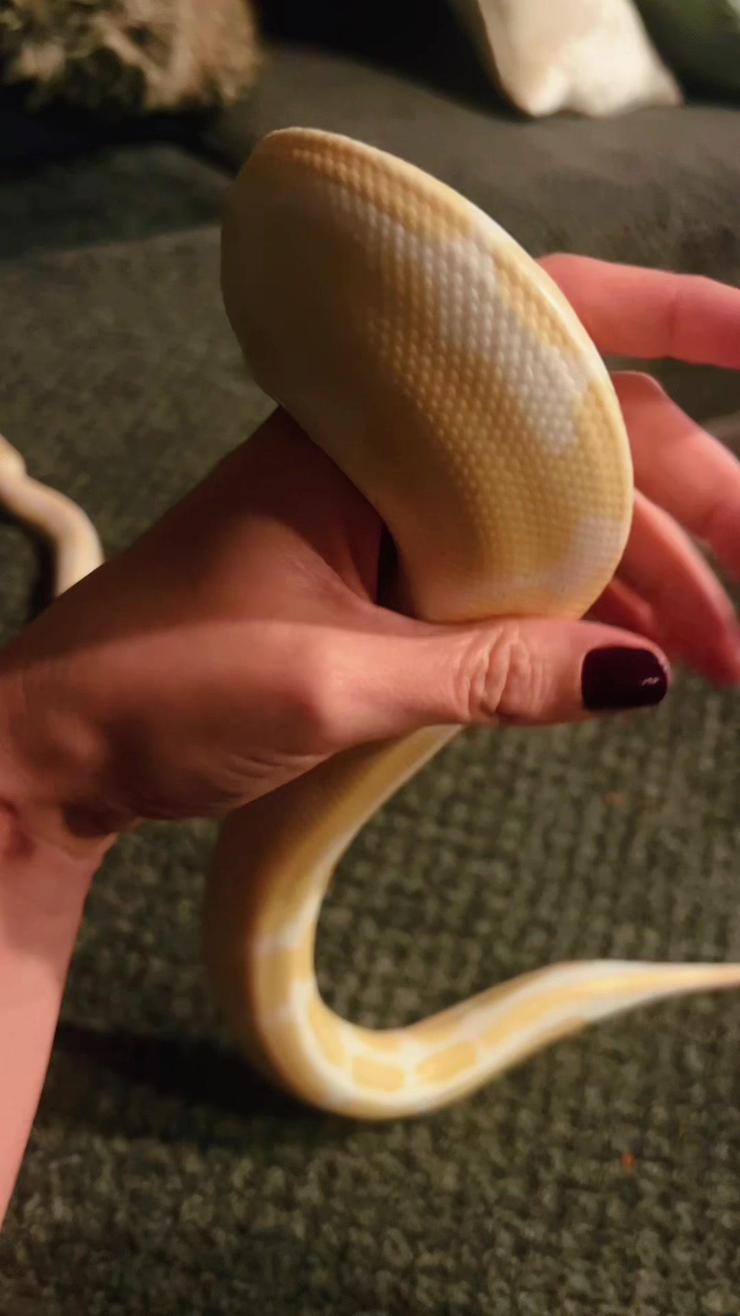 @Nebby 🖤🐉