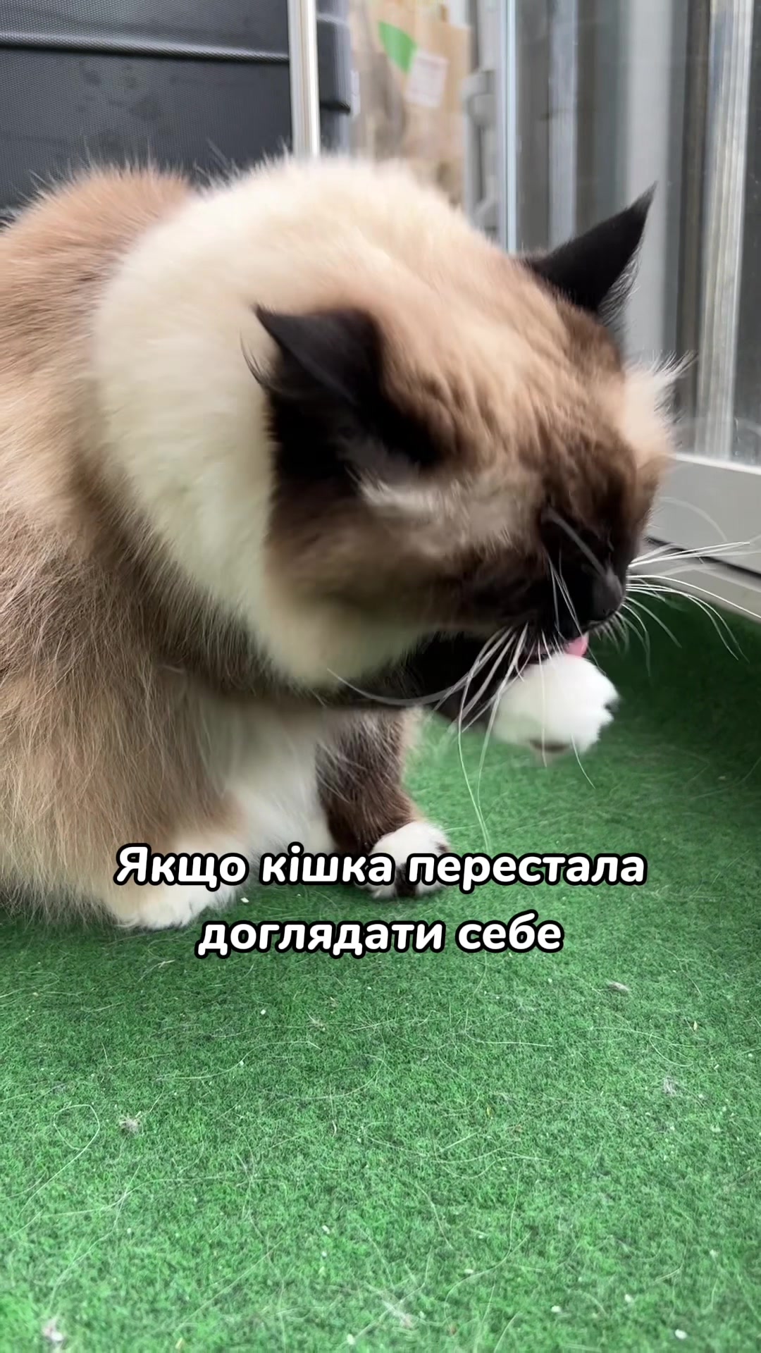 @Місс КІСЯ