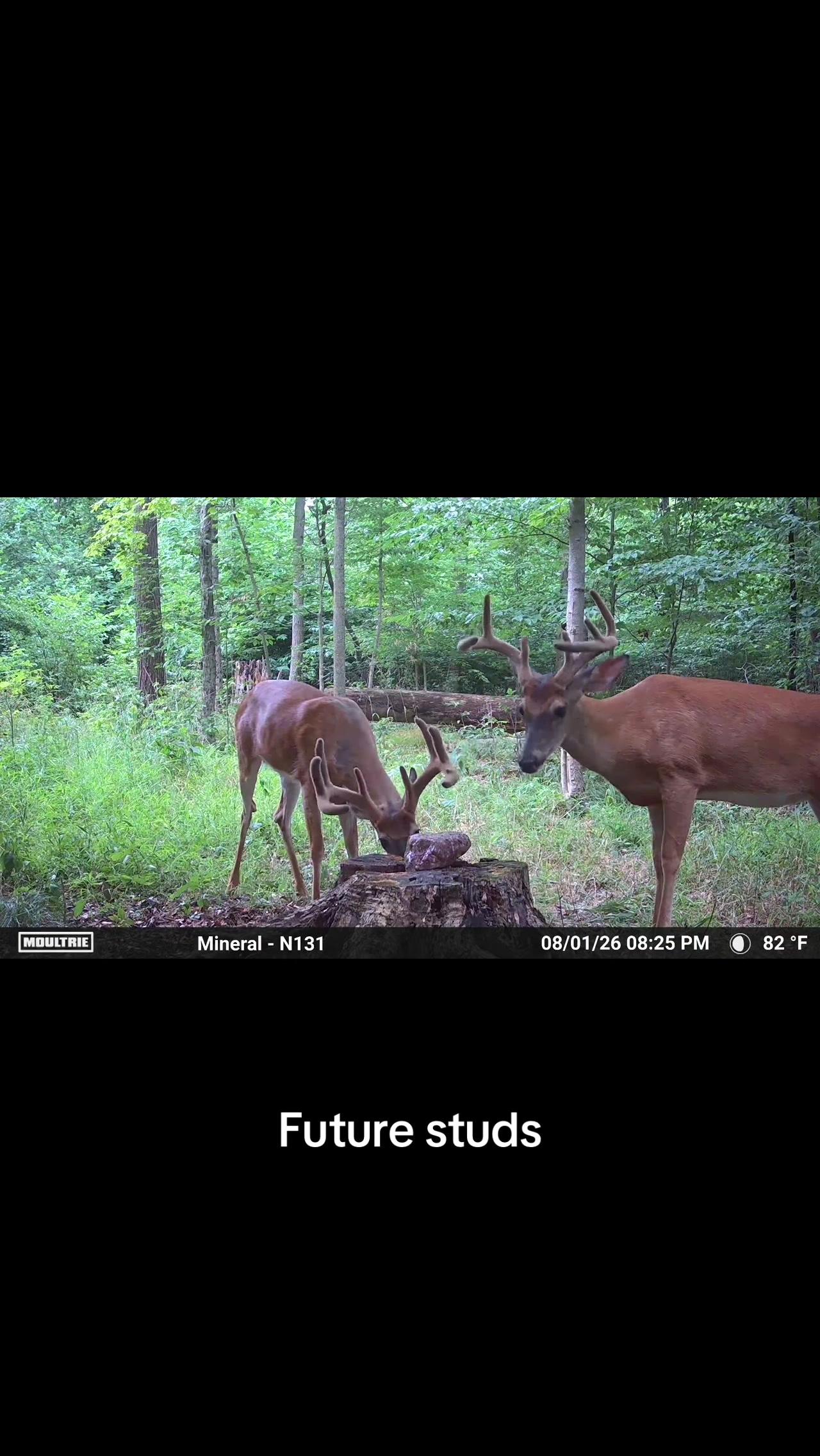 @Moultrie