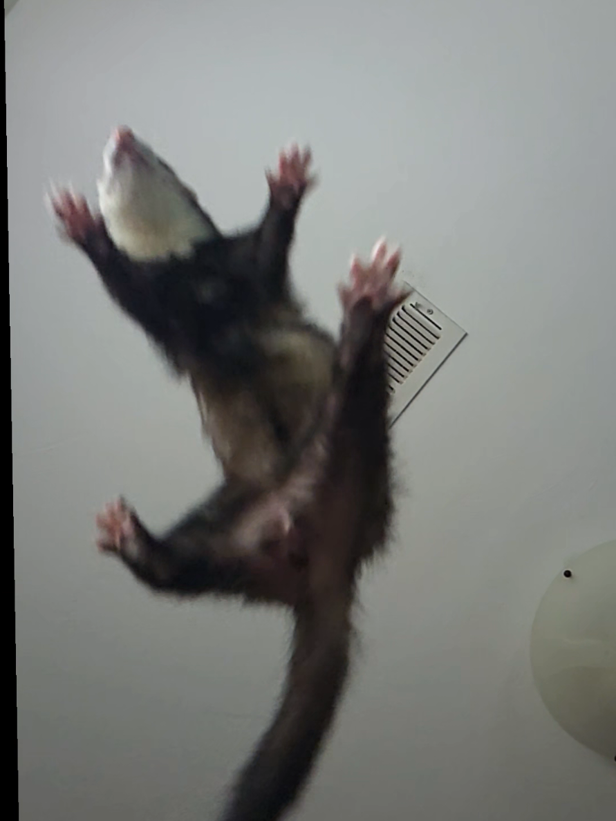 @FuffyFerrets