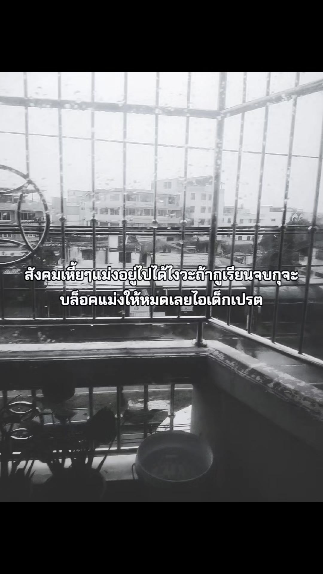 @นกฮูกแมว
