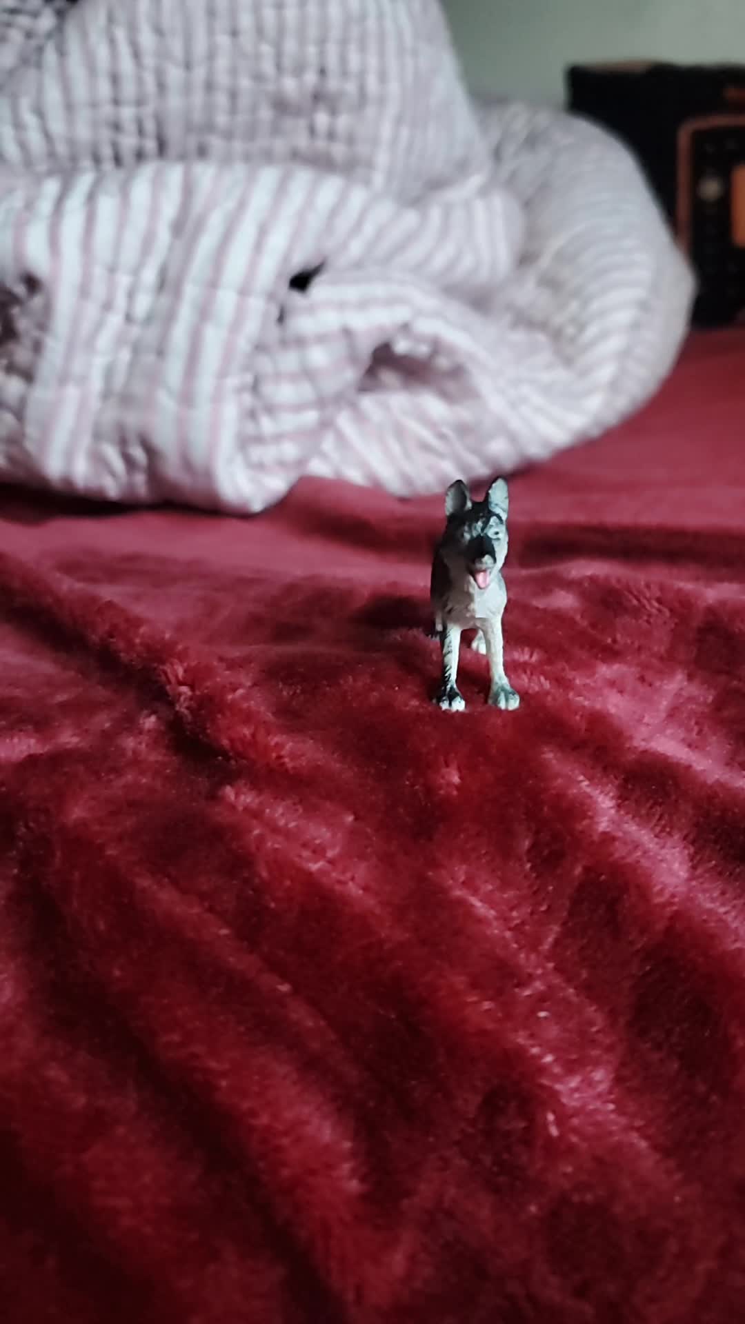 @Toy Tiktok