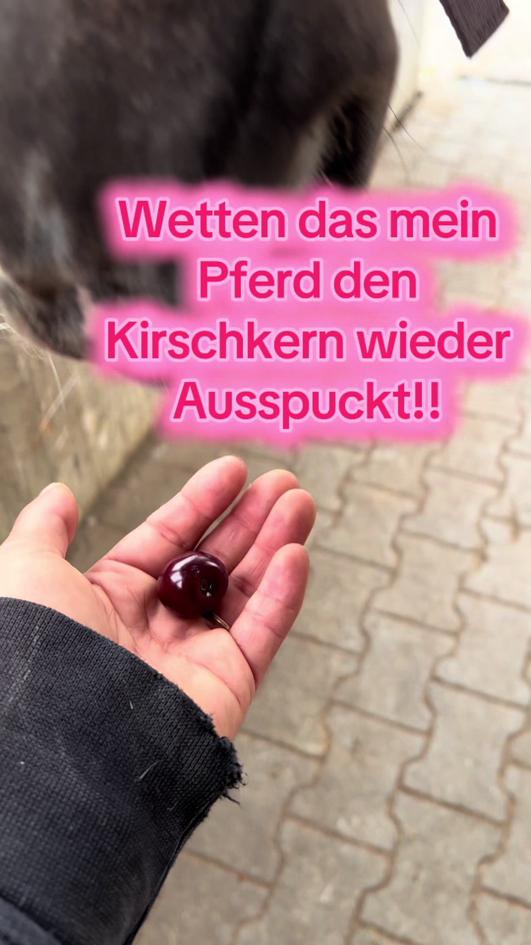 @Sissy und der wilde Pinsel