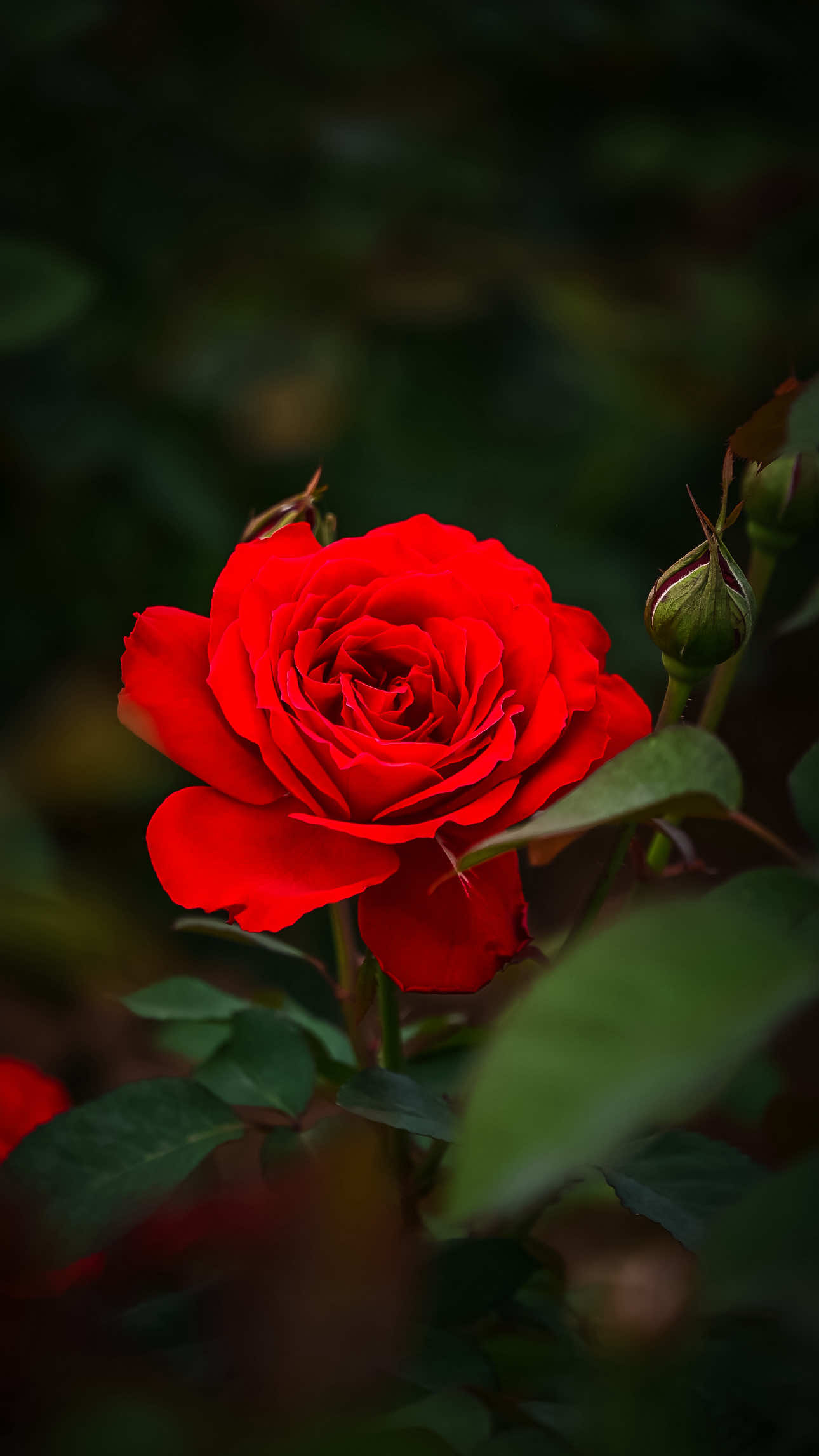 @𝑻𝒂̂𝒏 𝑻𝒉𝒊