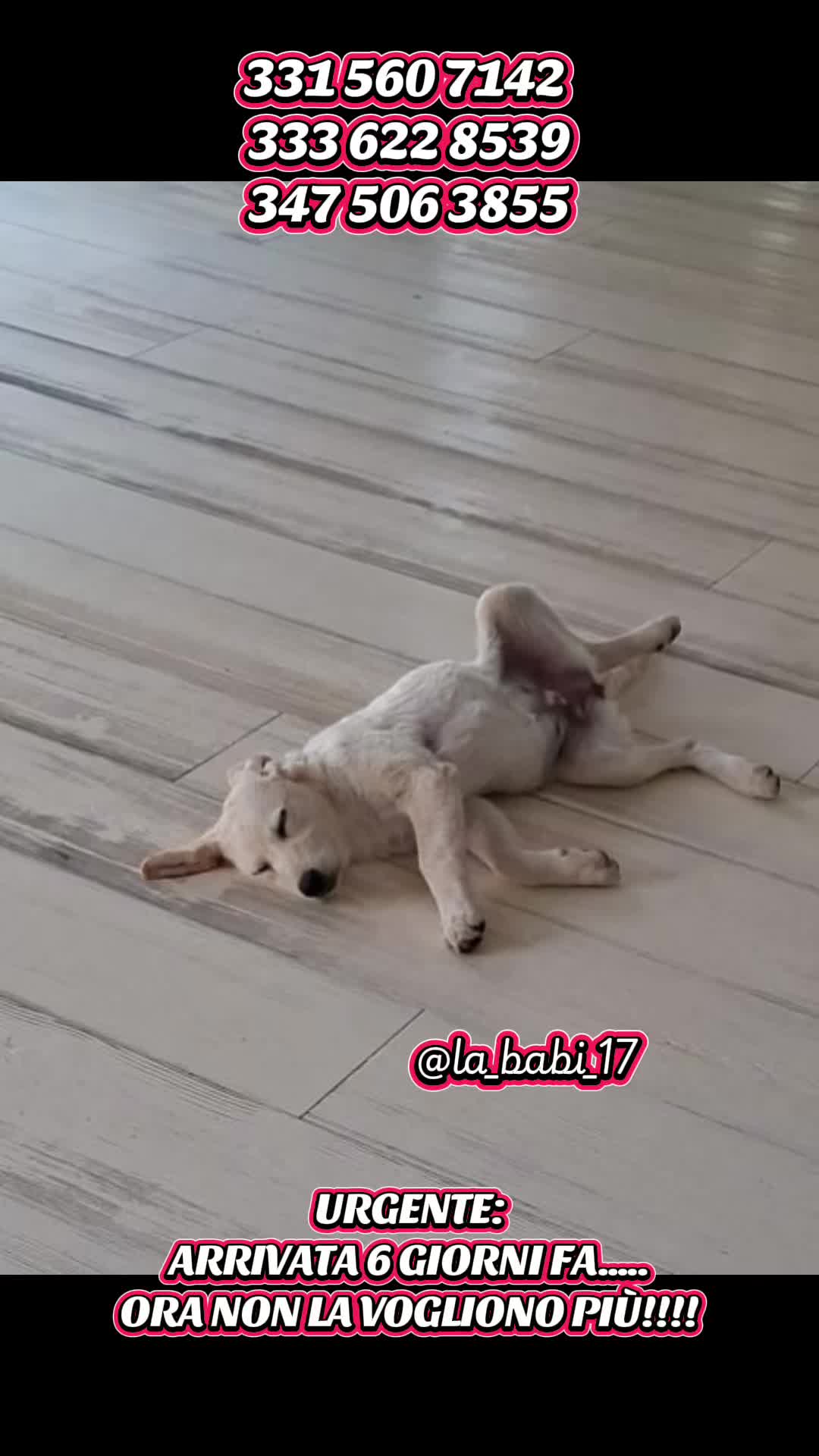 @la_babi_17