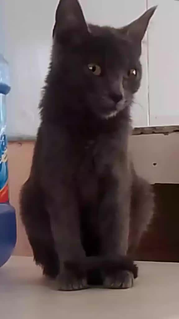 @Kitty tikitita