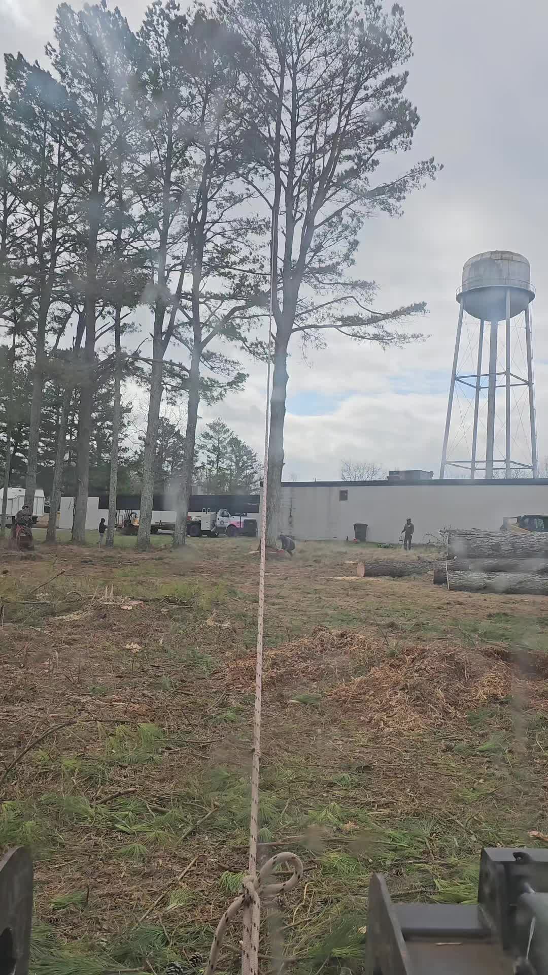 @TLC TREE CHAD