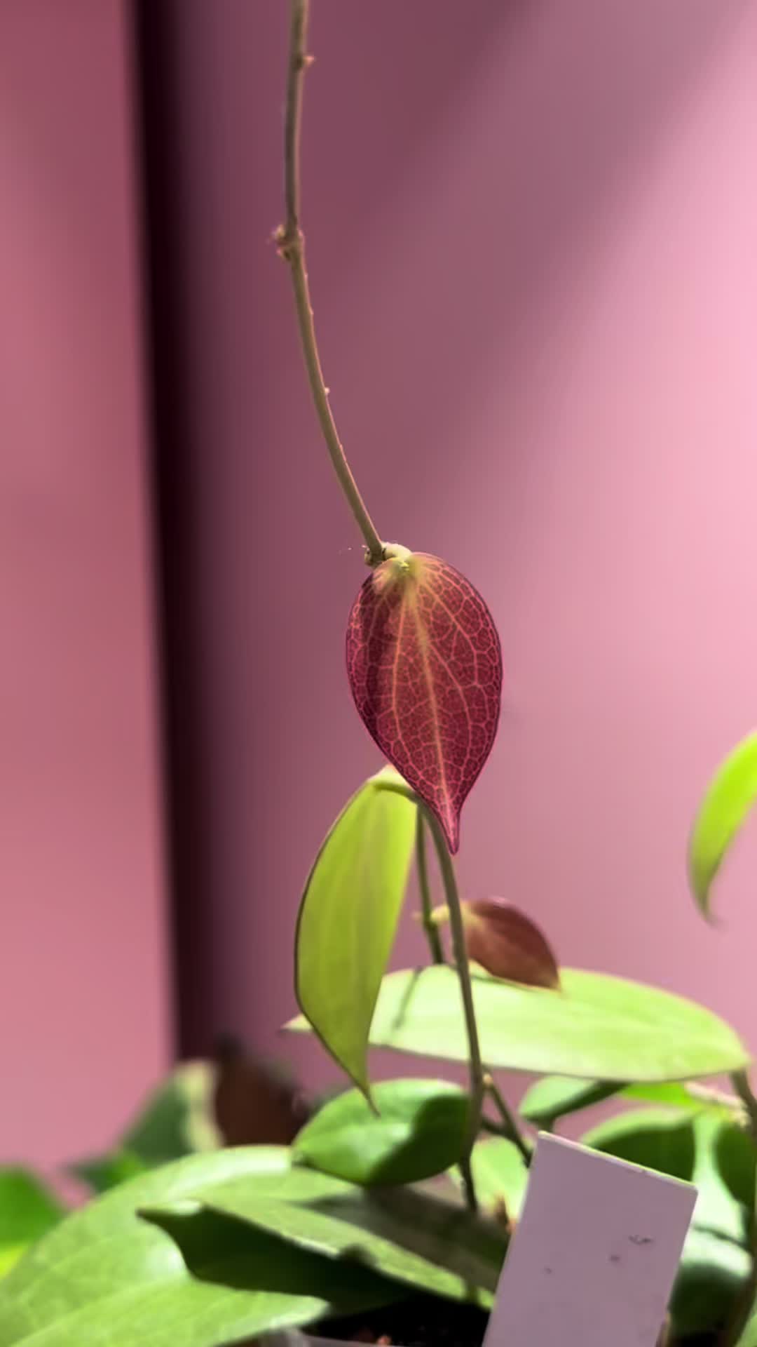 @midwestplantgal