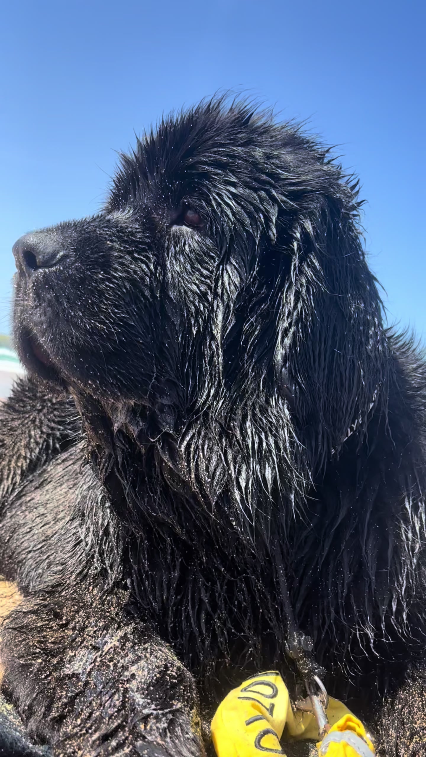 @Newfypups