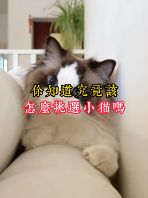 @catology