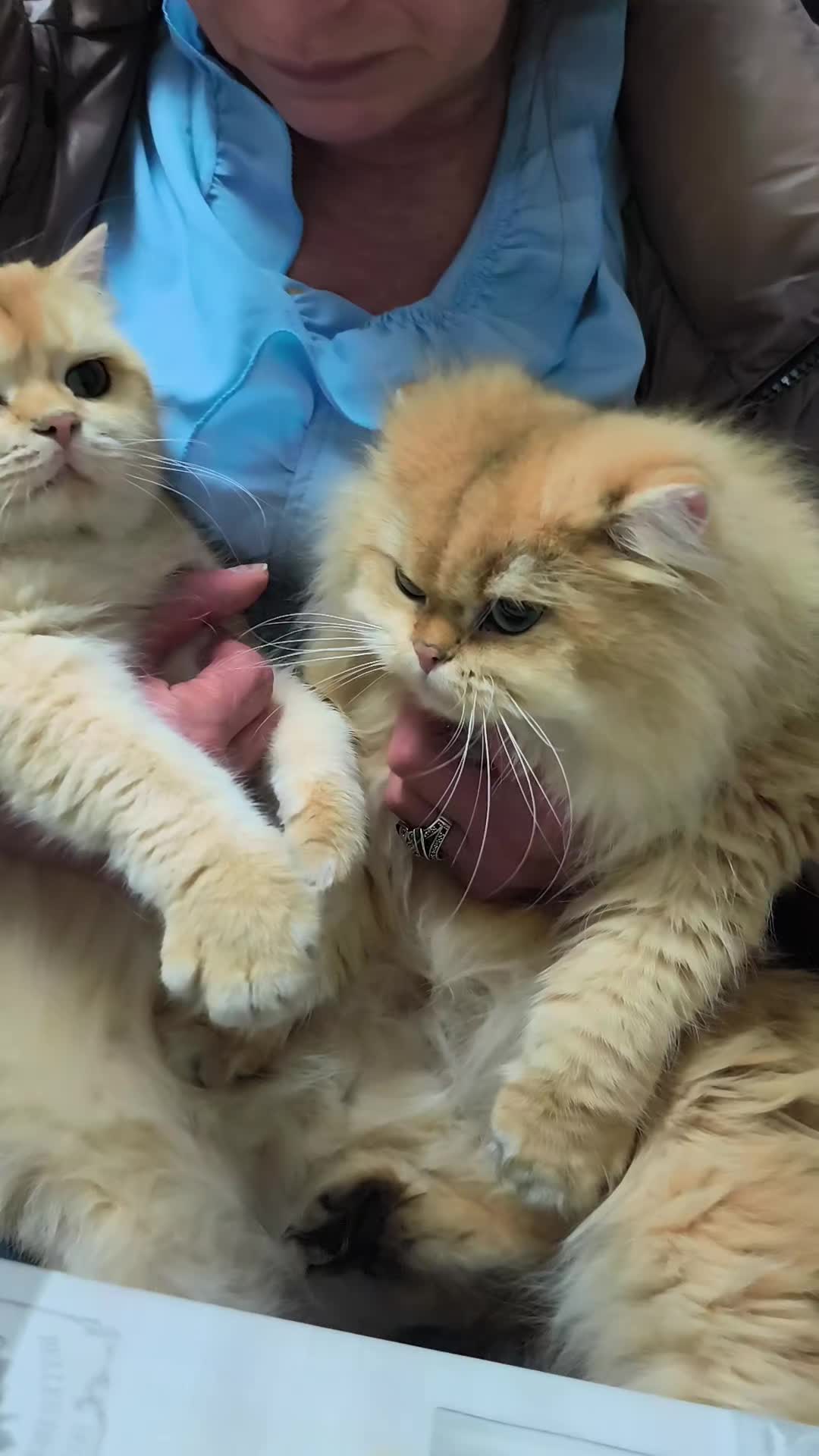 @аристократ