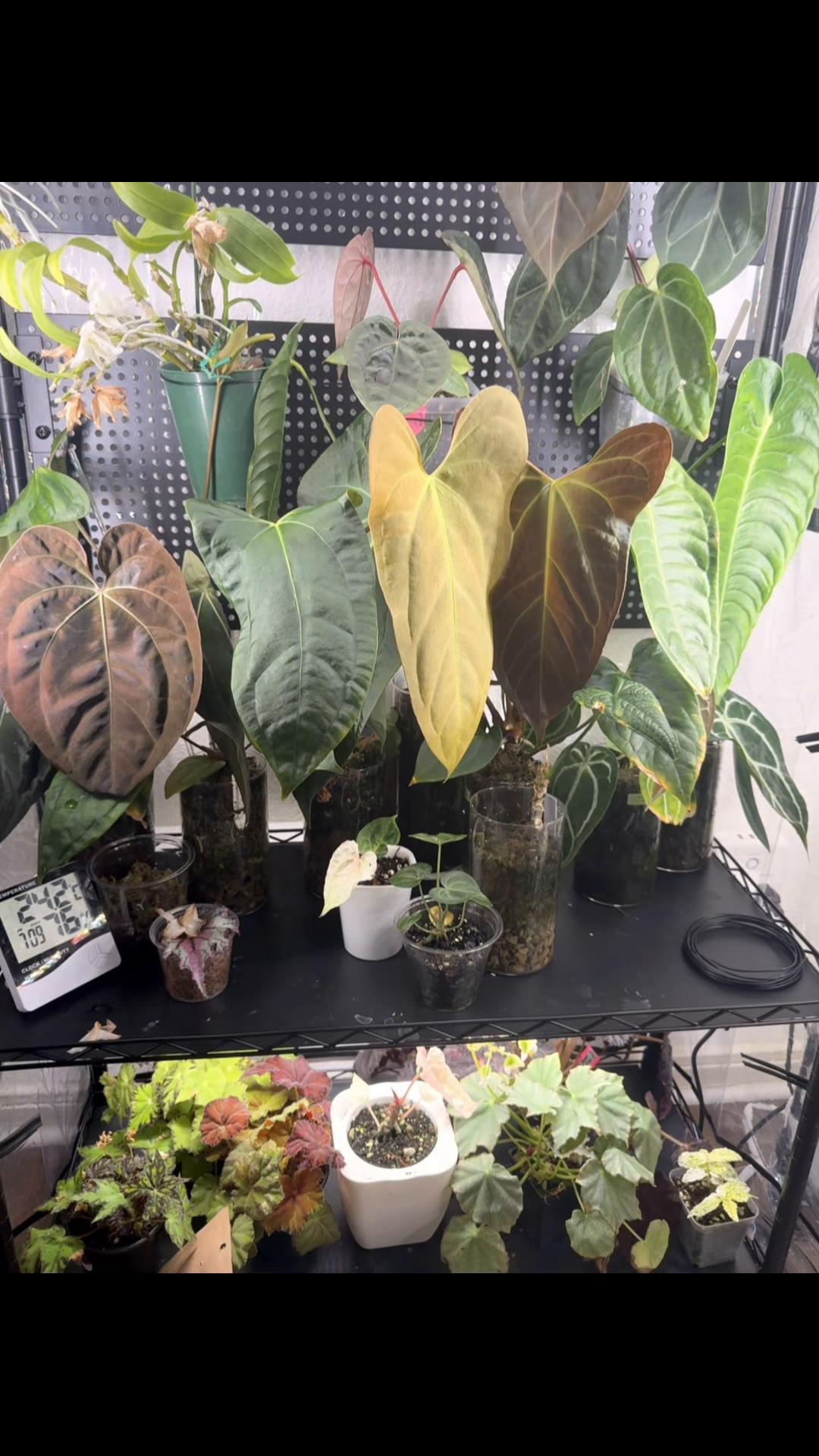 @Moon Root Magic Plant House