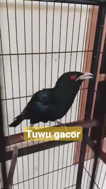 @ℒ⃝υlαᎥ𝖐𝖆𝒻༯✌︎︎